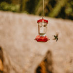 Birds on Roatan